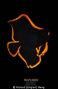 Golden Realm／a juvenile batfish found in Manado，Indonesia... by Richard (qingran) Meng 